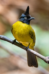 Black-crested Bulbul perching on a perch looking into a distance