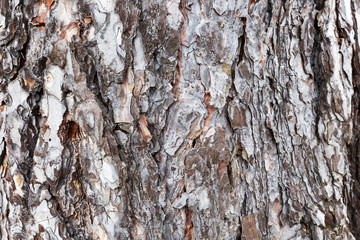Old tree bark texture
