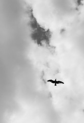 seagull flies in the sky