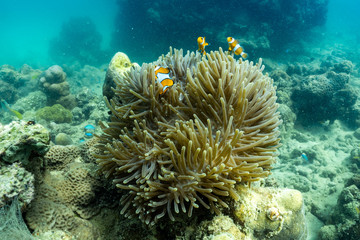 Fototapeta na wymiar Beautiful anemone and clown fish in the shallow sea in Phuket; Thailand.