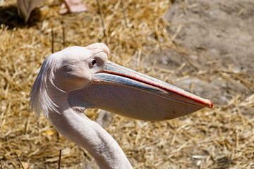Large and sedentary pelicans. Birds with a long beak and a bag for fish and feeding young. They sit in the hay and bask in the sun