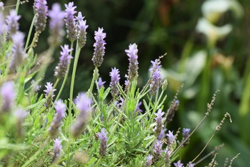 Beautiful, lavender, flowers, background, nature