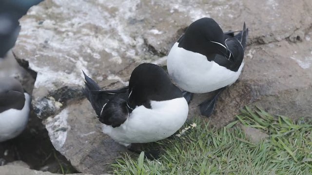Beautiful Razorbill birds grooming on a rock - tilt down