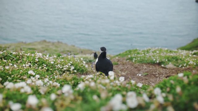 Back View Of An Atlantic Puffin Standing Close To Sea Campion At Skomer Island In Wales, UK With Calm Sea In The Blurry Background - Panoramic Shot