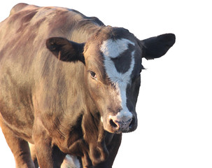 cow on white background, calf portrait, meat calf, goby,
