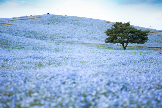 a beautiful green tree stand alone in nemophila empty field at hitachi seaside park japan