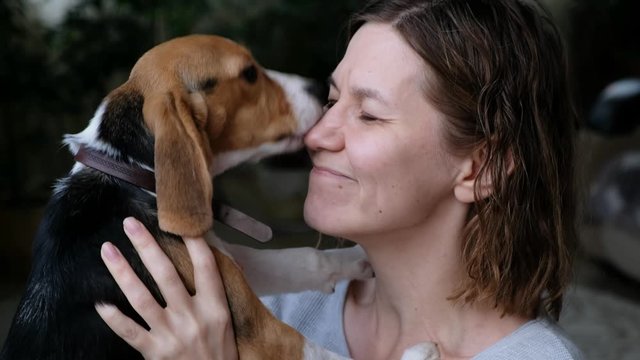 Close up of a pet beagle kissing a woman, love animals concept. Dog licking her owner nose.