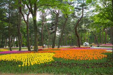blooming colorful tulip flowers in a hitashi seaside park garden
