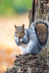 Grey Squirrel