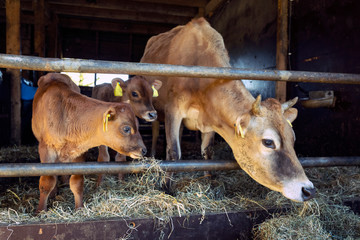 jersey cow and calves in open stable on dutch organic farm in the netherlands © ahavelaar