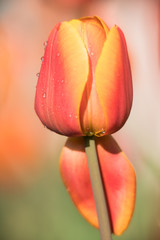 tulip