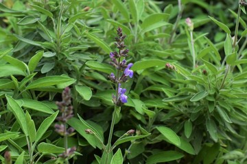 Beautiful, Rosemary, plant, background, Cyprus