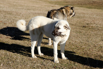 Fototapeta premium big Anatolian shepherd dog in nature