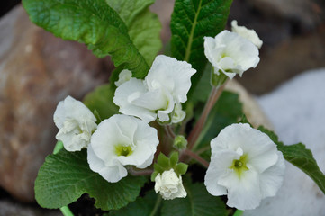 flower, white, blossom, nature, spring, tree flowers, green,  plant, branch, bloom, petal,  beautiful, blooming,  flora,  beauty,  close-up