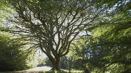 back lit bigleaf maple tree at marymere falls on the olympic peninsula