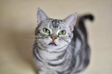 半開きの口で見上げる猫