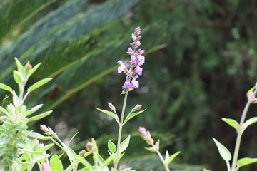 Beautiful, Rosemary, plant, background, Cyprus