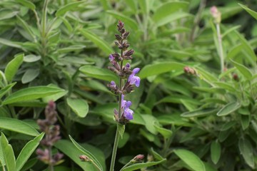 Beautiful, Rosemary, plant, background, Cyprus