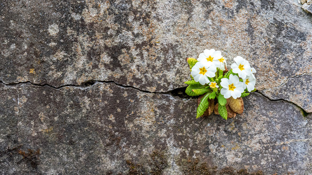 A white primrose plant growing and blooming from the cracks of an old stone wall