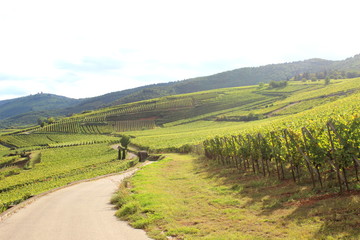 Obraz premium Landschaft, Weinfelder, Elsass, Frankreich