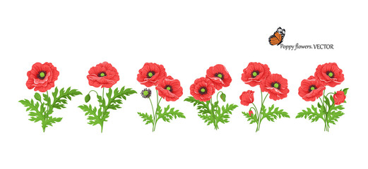 poppies on white background