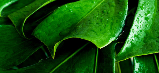 closeup green monstera leaf background, tropical leaf, abstract green leaf texture