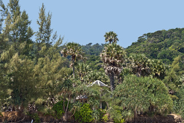 Fototapeta na wymiar Rainforest with Palm Trees at Mu Ko Lanta National Park, Koh Lanta, Krabi, Thailand, Asia
