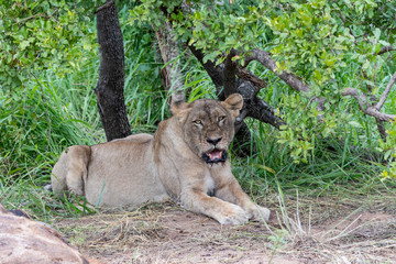Lioness