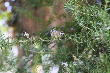 Beautiful, Rosemary, plant, background, Cyprus