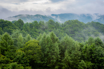 forest in the mountains