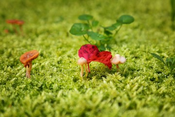 kräftige Farben in der Natur