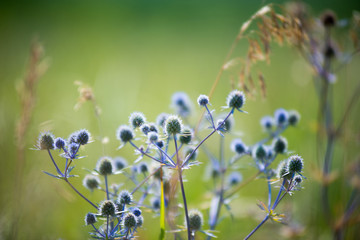 flower, nature, spring, flowers, lavender,