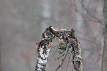 Walking through the forest