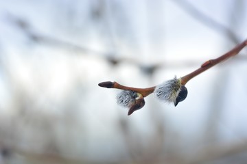 Spring Bud break on the trees.