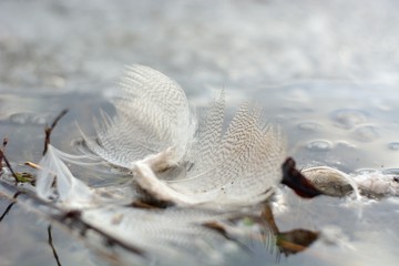 The feathers of migratory game birds .