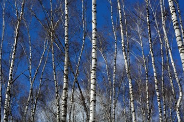 Fototapeta premium Walking through the forest