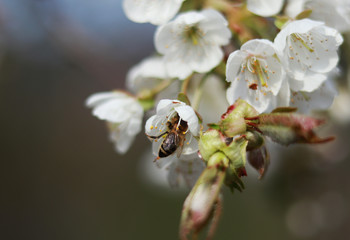 Macrophotography. Cute european honey bee is whole in blossom of prunus cerasus to collected all the pollen. Honey-bee distributing the best sweet in the world. Freak of nature
