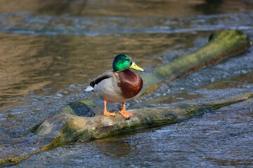 Spring flight of wild ducks.
