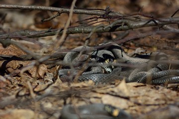 snake in spring forest (Natrix natrix)