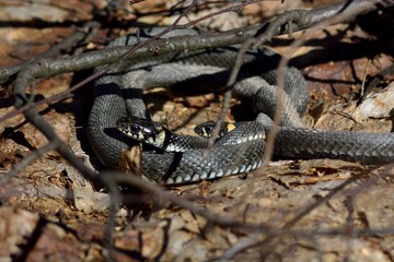 snake in spring forest (Natrix natrix)