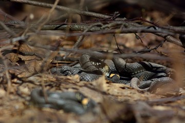 snake in spring forest (Natrix natrix)