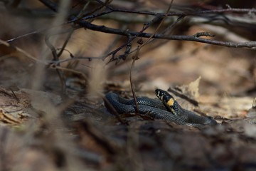 snake in spring forest (Natrix natrix)