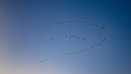 Birds