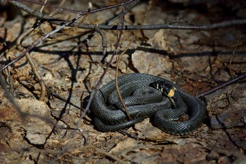 snake in spring forest (Natrix natrix)