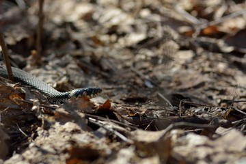 snake in spring forest (Natrix natrix)