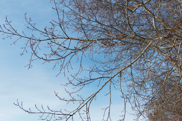 The branch of Poplar tree against blue sky. Poplar tree.