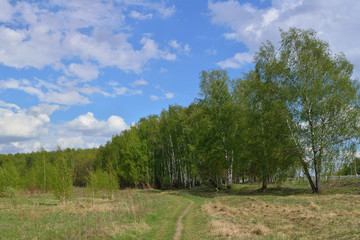 Walking through the forest