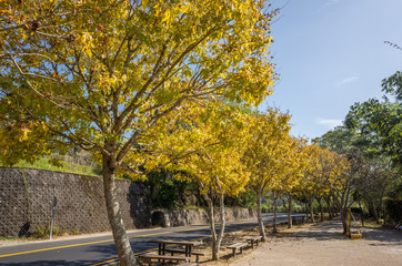 yellow leaves under blue sky