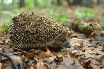Forest wild hedgehog, walking through the woods.