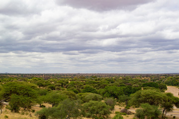 Landscape of the savannah full of trees of Tarangire National Park, in Tanzania, on a cloudy day
